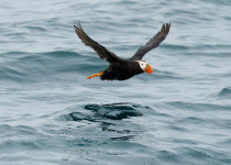 Tufted Puffin