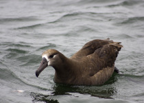 Black-footed Albatross