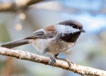 Chestnut-backed Chickadee