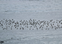 Western Sandpipers at Iona