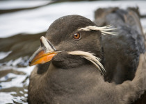 Rhinoceros Auklet