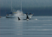 Orcas and sailboat