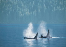 Orcas
