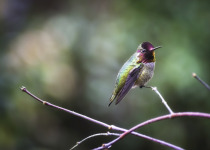 Anna's Hummingbird