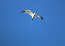 Caspian Tern © Yousif Attia