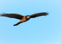 Northern Harrier © Yousif Attia