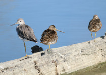 Greater Yellowlegs and Dowitcher