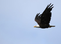 Bald Eagle in flight