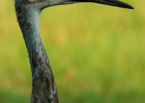 Sandhill crane head close up