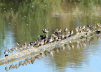 Dowitchers (mostly Long-billed) at Reifel