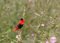 Half-Day Coastal Gambia Birding and Photography Tour with Yanks Manneh