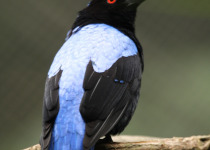 Asian Fairy Bluebird
