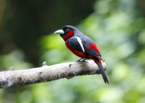 Black-and-red Broadbill