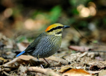 Blue Pitta