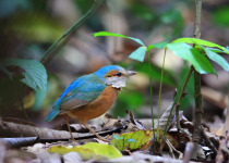 Blue-rumped Pitta