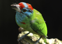 Blue-throated Barbet