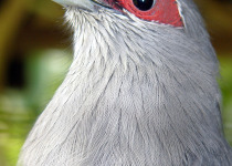 Green-billed Malkoha