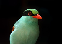 Indochinese Green Magpie