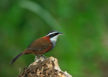 Lesser Scimitar Babbler