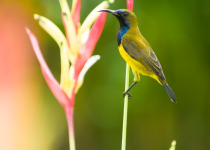 Olive-backed Sunbird