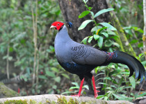 Siamese Fireback