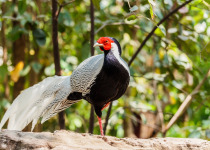 Silver Pheasant