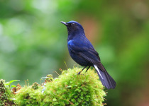 White-tailed Blue Robin