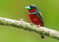 Black-and-red Broadbill