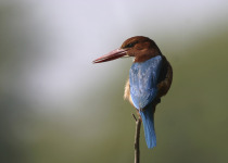 White-throated Kingfisher