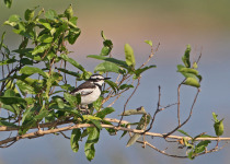 Mekong Wagtail (Motacilla samveasnae) adult male perched in bush