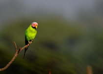 Blossom-headed Parakeet