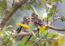 Spotted Owlet pair