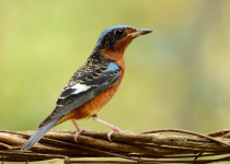 White-throated Rock-thrush