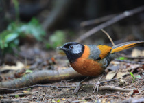 Collared laughingthrush (Trochalopteron yersini) in Da lat, Vietnam