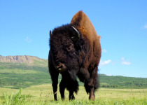 Bison Waterton National Park