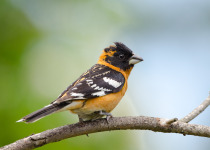 Black-headed Grosbeak, Male