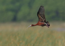 White-faced Ibis