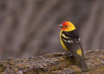 Male Western Tanager
