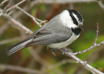 Mountain Chickadee