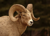 Bighorn Sheep