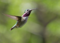 A calliope hummingbird hovers in mid air