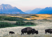 Bison graze the Alberta prairie near Waterton National Park