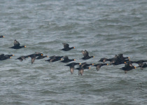 Black Scoters