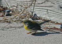 Northern Parula, Cape May