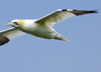 Northern Gannet in flight