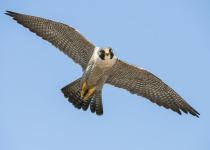 Peregrine Falcon in flight