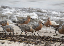 Red Knots