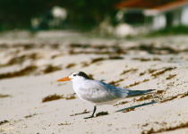 Royal Tern
