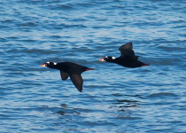 Surf Scoters