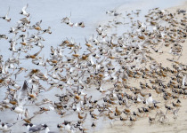 Cape May shorebirds